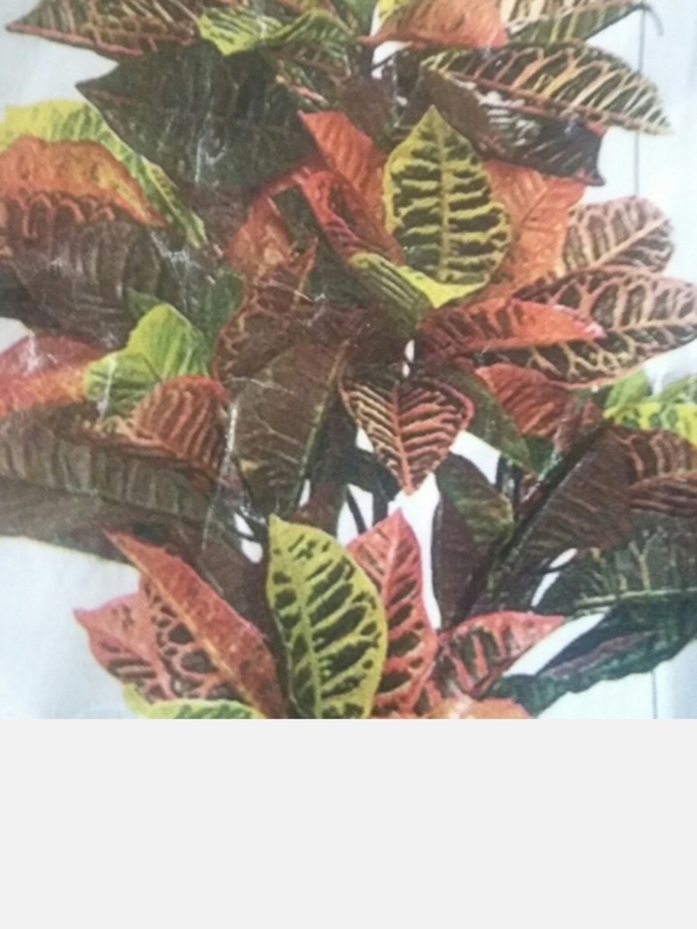 Vibrant Variegated Croton Plant - Multi‑Color Foliage
